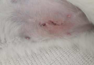 Qué se considera Tóxico