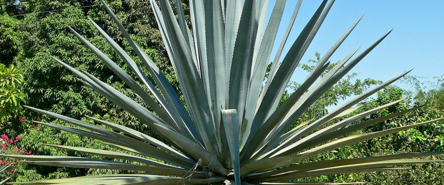 Planta Agave Naturaleza