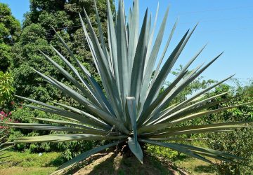 Esto decías que era tóxico…