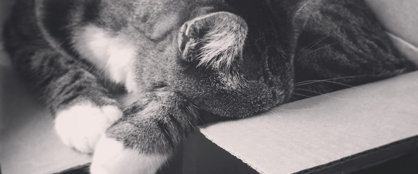 Gato durmiendo junto a unos aceites esenciales