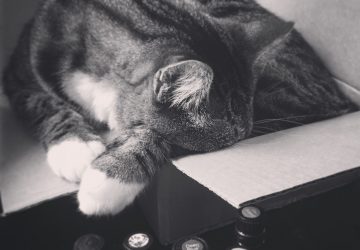 Mascotas y Aceites Esenciales