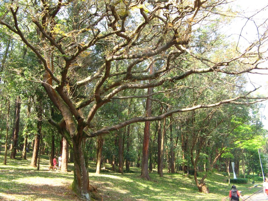 árbol de copaiba