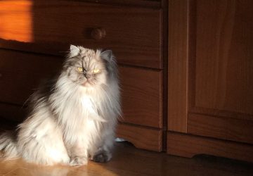 Día Internacional del Gato